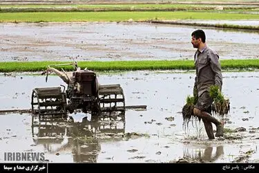 مسابقه عکاسی با موضوع «برنج»