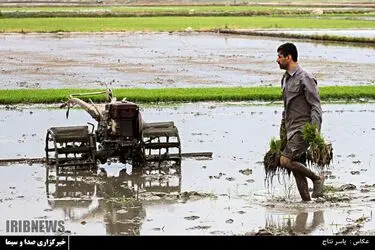 مسابقه عکاسی با موضوع «برنج»