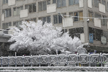 صبح برفی تهران