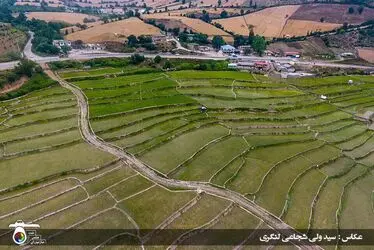 مسابقه عکاسی با موضوع «برنج»