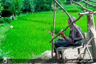 مسابقه عکاسی با موضوع «برنج»