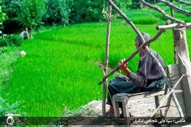 مسابقه عکاسی با موضوع «برنج»