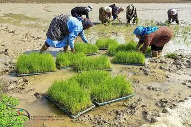 مسابقه عکاسی با موضوع «برنج»