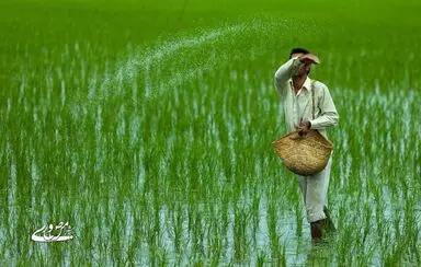 مسابقه عکاسی با موضوع «برنج»