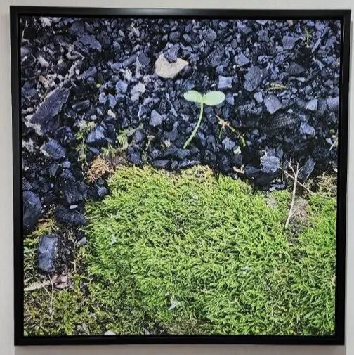 رزا اخلاقی Roza Akhlaghi فونیکس دبیPhoenix Art Group