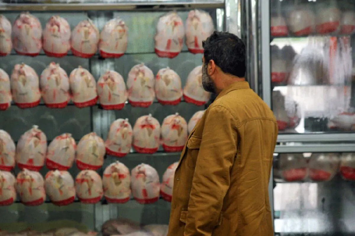 قیمت مرغ 73 هزار تومان است؛ گرانتر نخرید