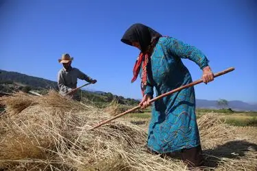 مسابقه عکاسی با موضوع «برنج»