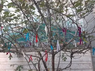 رونمایی کتاب درختان عاشق بهشت حسین محجوبی