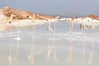 در این نمایشگاه با هنر محیطی بیشتر آشنا شوید / هنرمندانی از رومانی، هلند، آلمان، فرانسه و سوﺋـیس