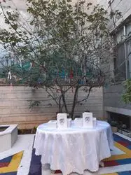 رونمایی کتاب درختان عاشق بهشت حسین محجوبی