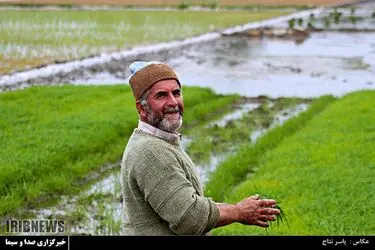 مسابقه عکاسی با موضوع «برنج»