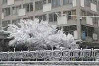 Early morning heavy snow beatifies Tehran