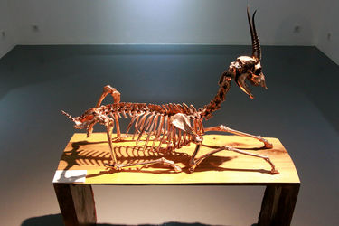 نمایشگاه آثار علیرضا معماریانی با نام "عزای عمومی" در گالری اعتماد