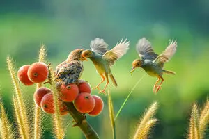 Winners of Khayyam International Exhibition of Photography announced