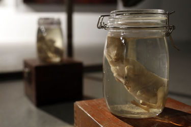 افتتاحیه نمایشگاه آثار ناصر گیو قصاب در گالری آ