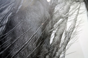 نمایشگاه نقاشی‌های نفیسه صدیقی با عنوان "دریافت" در گالری اثر