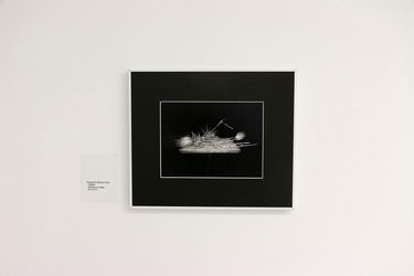 نمایشگاه گروهی "باغ همیشه خزان" در گالری والی