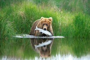 ببینید: برترین و زیباترین عکس‌ها با موضوع حیات وحش