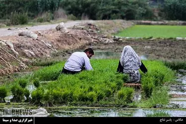 مسابقه عکاسی با موضوع «برنج»