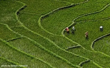 مسابقه عکاسی با موضوع «برنج»