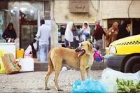 حمله وحشتناک سگ قلاده دار به کودک / سگ در خیابان از کنترل خارج شد و کودک را به دندان گرفت! +ویدئو