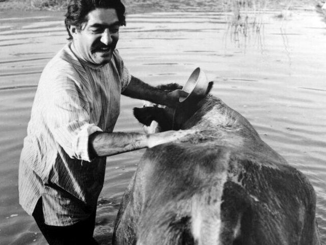 رونمایی از نسخه جدید فیلم "گاو" مهرجویی در برلین