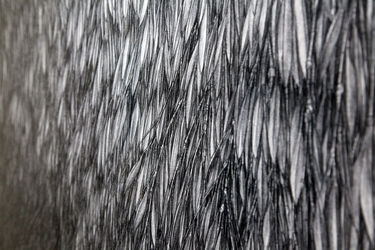 نمایشگاه نقاشی‌های نفیسه صدیقی با عنوان "دریافت" در گالری اثر