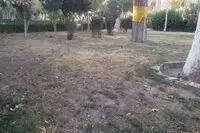 درختان کاخ گلستان در حسرت آب/ حفر مترو نفس باغ را بُرید