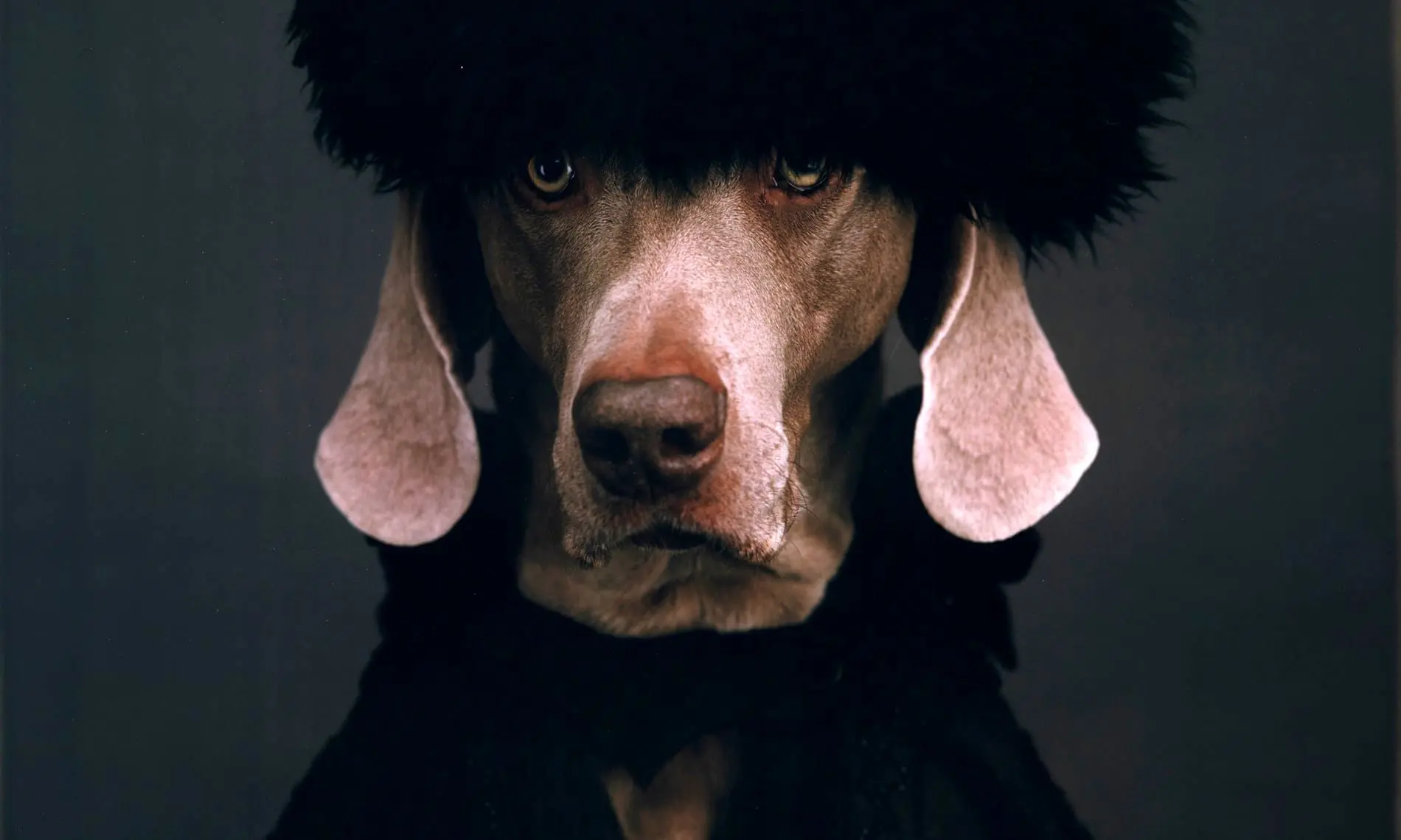 این سگ‌های انسان نما/ تصاویر عجیب ویلیام وگمن در لندن+ گزارش تصویری