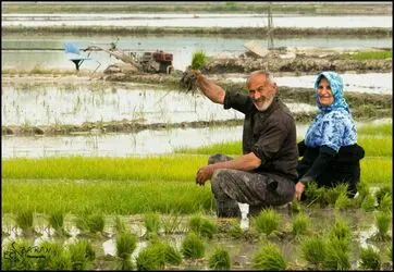 مسابقه عکاسی با موضوع «برنج»