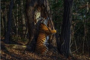 بهترین عکس حیات وحش در سال ۲۰۲۰/ عکس