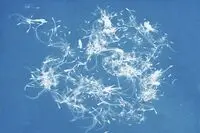 Works by Iranian artists on view at cyanotype exhibit in Belgium
