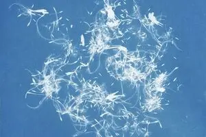 Works by Iranian artists on view at cyanotype exhibit in Belgium