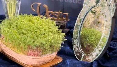 سبزهای وستا در شکوه هفت سین ۱۴۰۴