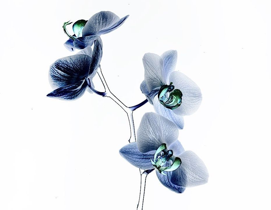 طبیعت متفاوت آرمان مولوی را در گالری سیحون ببینید