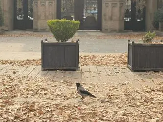 پنجمین دوره رویداد هنری «پاییز_برگ» در میدان مشق