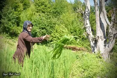 مسابقه عکاسی با موضوع «برنج»