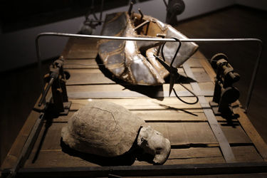 افتتاحیه نمایشگاه آثار ناصر گیو قصاب در گالری آ