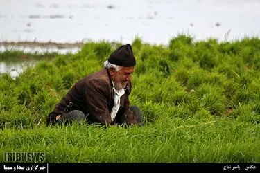 مسابقه عکاسی با موضوع «برنج»