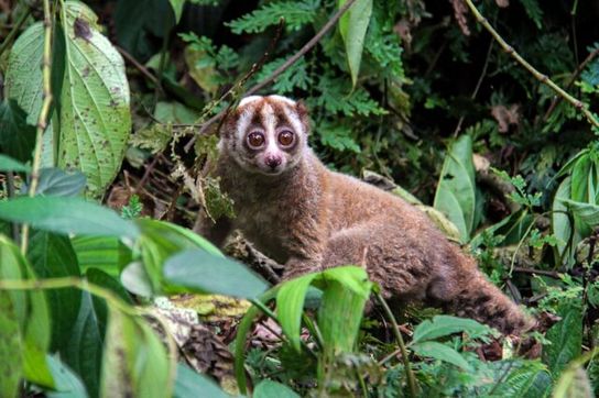 عکس های برگزیده حیات وحش جهان