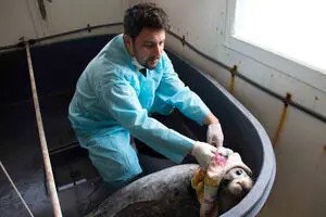 Doc depicts Iranian environmentalist’s attempts to save Caspian seal from extinction