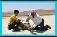 Muslim FilmFest. Intl. hosts "Train That Night", "Mordehhor"